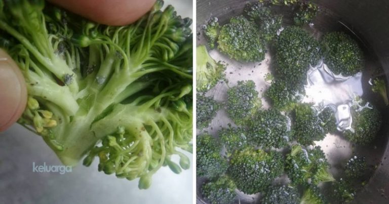 Guna Kaedah Ini Untuk Buang Ulat Dalam Sayur Brokoli. Wanita Ini Kongsikan Caranya. Cukup Mudah Tapi Berkesan!