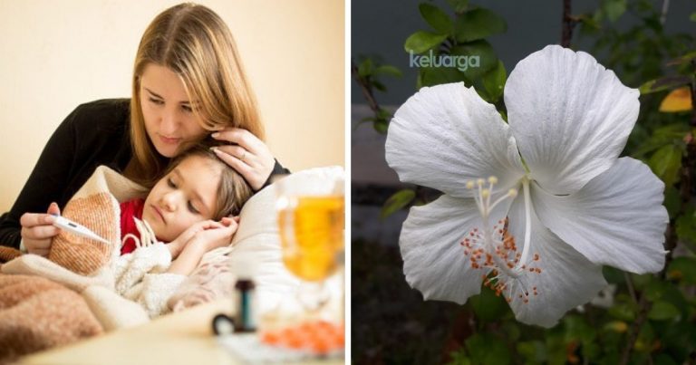 Jika Tiba-Tiba Anak Demam Panas, Buat Cara Ni Dulu Nak Turunkan Suhu. Guna Bunga Raya Putih Jer