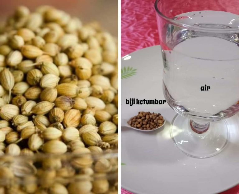 Ketumbar Herba Beraroma, Sihat Juga Dijadikan Air Rendaman Untuk Keluarga!