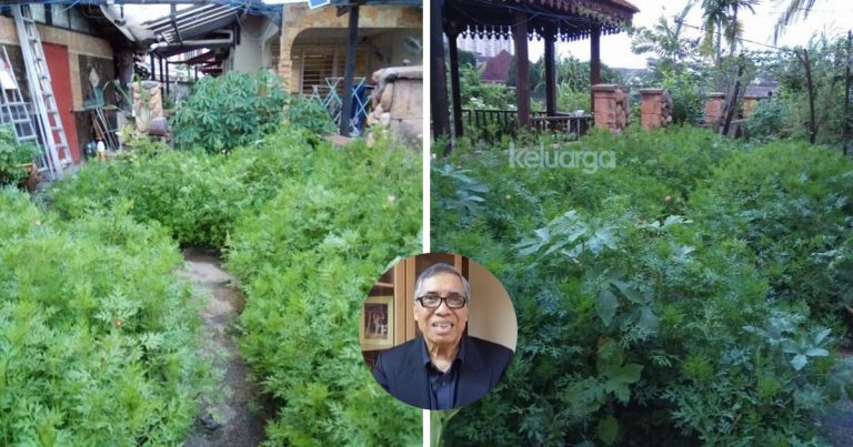 Rahsia Dr Hamid Arshat Kawal Darah Tinggi Dengan Amalkan Minum Jus Ulam Raja