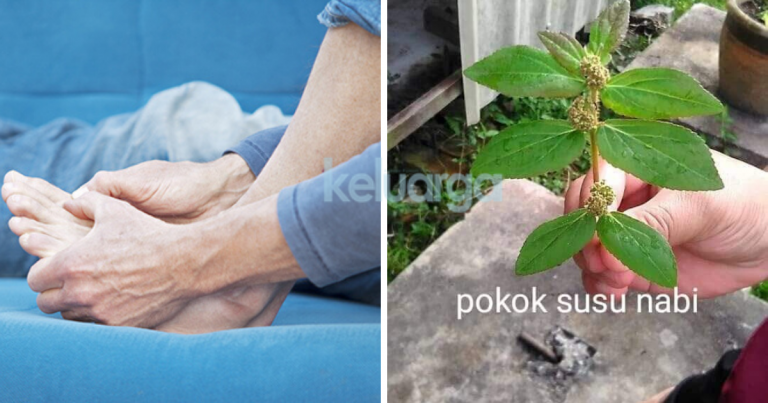 Khasiat Pokok Susu Nabi, Penawar Mujarab Untuk Masalah Gout & Strok