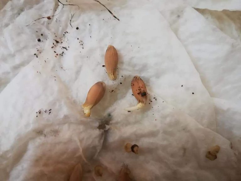 Selalu Amal Minum Air Lemon, Elok Ketahui Cara Semai Pokoknya!