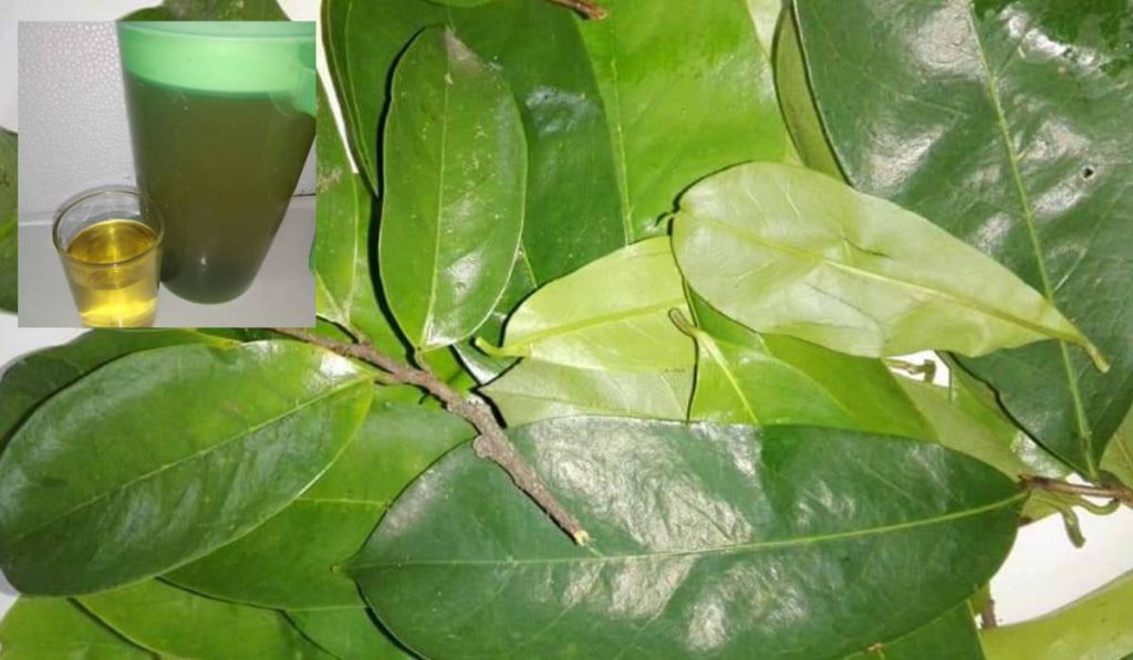 Air Rebusan Daun Durian Belanda, Manfaatnya Luar Biasa. Wanita Ni Amal
