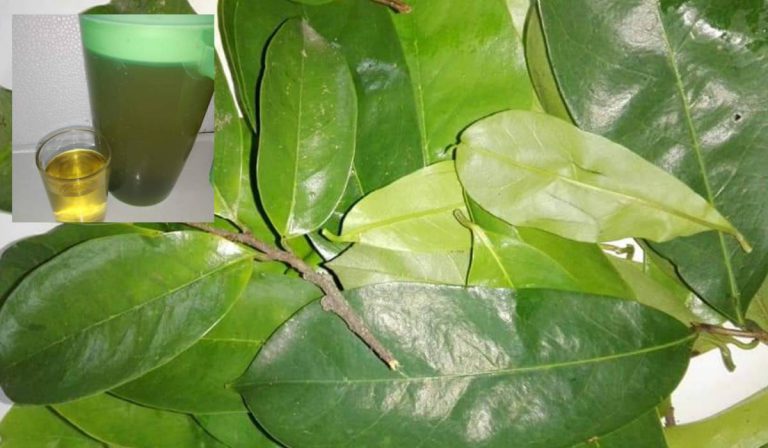 Air Rebusan Daun Durian Belanda, Manfaatnya Luar Biasa. Wanita Ni Amal & Kongsi Info!