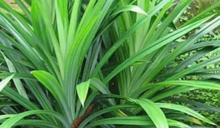 Daun Pandan Bukan Untuk Masak Je, Macam-macam Boleh Buat!