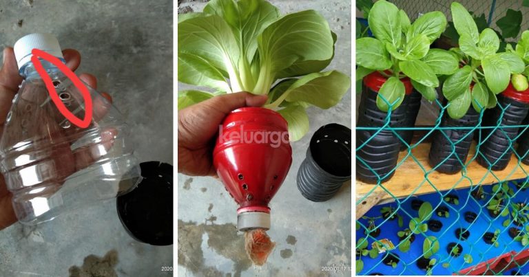 Mudahnya Tanam Sayur Kaedah Hidropnik Guna Bekas Air Mineral. Lelaki Ni Kongsikan Tip Elak Serangga Perosak!