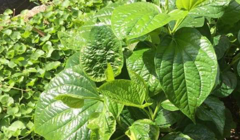 Daun Kaduk Bukan Je Sedap Tapi Bagus Untuk Kesihatan!