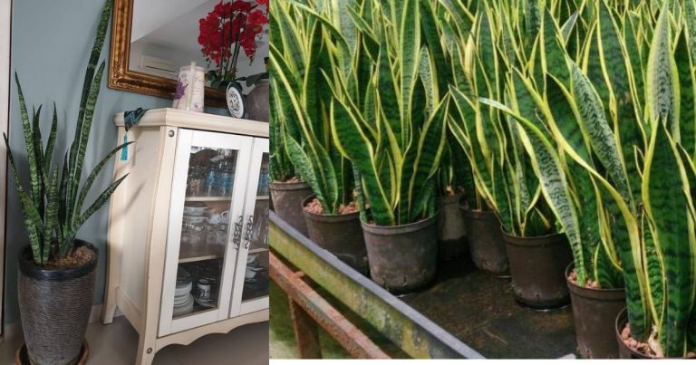 Siapa Sangka, Pokok ‘Snake Plant’ Yang Diiktiraf NASA Ni Punya Banyak Kelebihan Antaranya Habuk Rumah Berkurangan. Wanita Ini Kongsi Manfaatnya. 