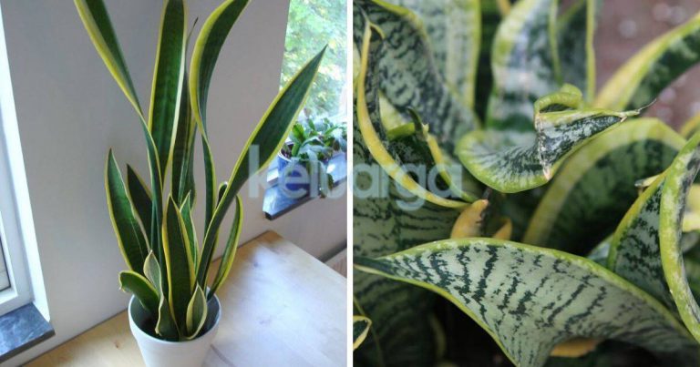 Pokok Viral, Bukan Jer Serap Habuk, Ini Risiko Letak ‘Snake Plant’ Dalam Rumah Yang Ramai Tak Tahu!
