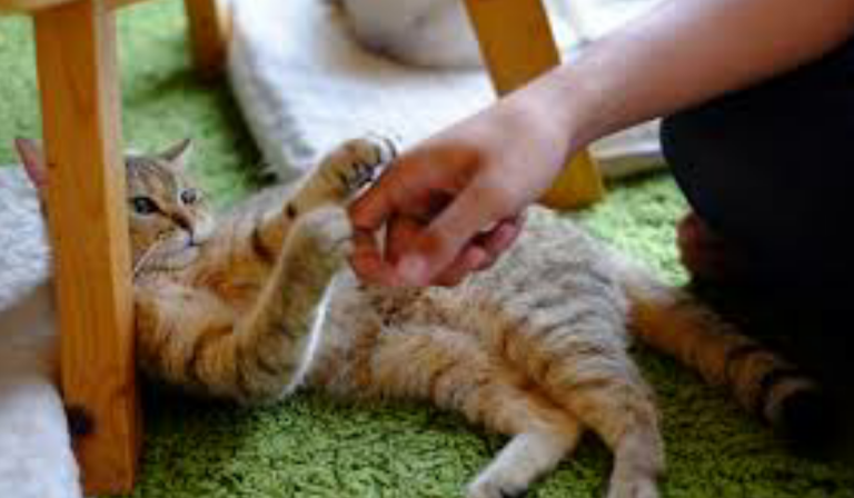 Bila Ahli Keluarga Terkena Cakaran Kucing, Begini Dr Ni Ajarkan Tindakan Pantas Kena Buat!