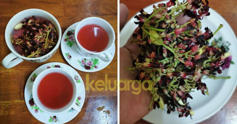 Petua Orang Jawa Nak Legakan Batuk Dan Keluarkan Kahak, Hanya Guna Rendaman Bunga Belimbing Buluh. Ini Caranya!