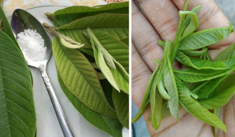 Daun Jambu Atasi Perut Tak Selesa. Bukan Tu Je, Banyak Lagi & Saintis Ni Terangkan!