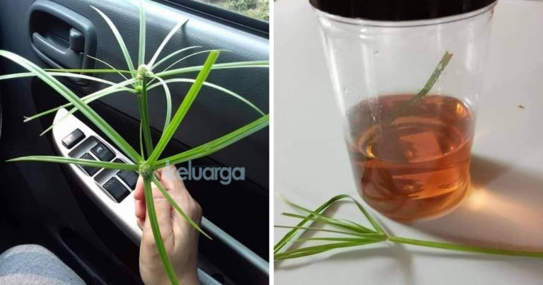 Rumput Viral Ni Bukan Jer Bantu Kucing Yang Tak Lalu Makan & Sakit Parvo, Malah Selesema Atau Demam Juga Boleh Hilang!