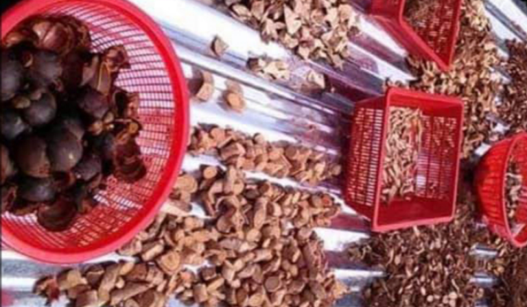 Buah Manggis  Memang Sedap, Ketahui Juga Khasiat Kulit & Daunnya Ikut Petua Lama!