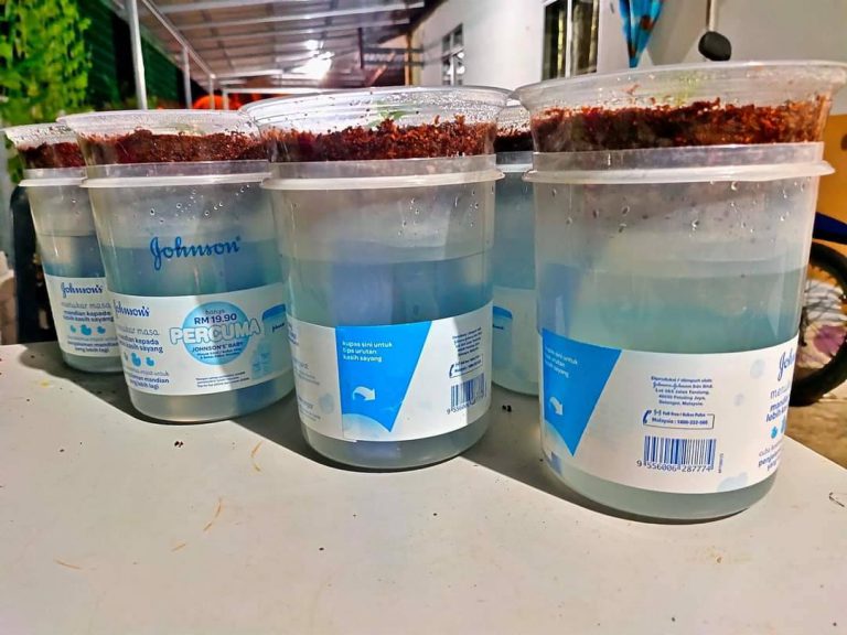Guna Bekas 'Tipuware' Untuk Tanaman Hidroponik. Begini Nak Buatnya