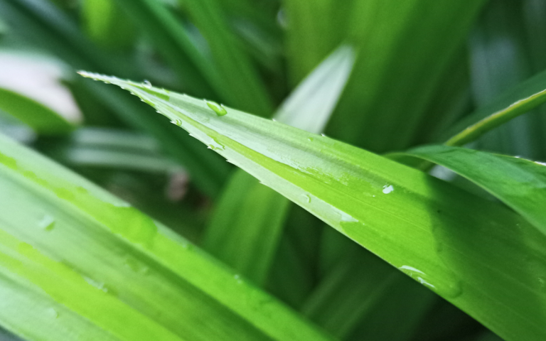 Aroma Pandan Bukan Je Menyedapkan Masakan Tapi Ada Khasiatnya. Rugi Kalau Tak Tahu!