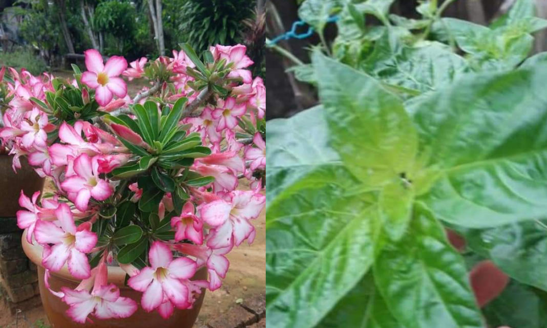 Bila Daun Pokok Bermasalah & Tak Berbunga Lebat, Buatkan Booster Ni