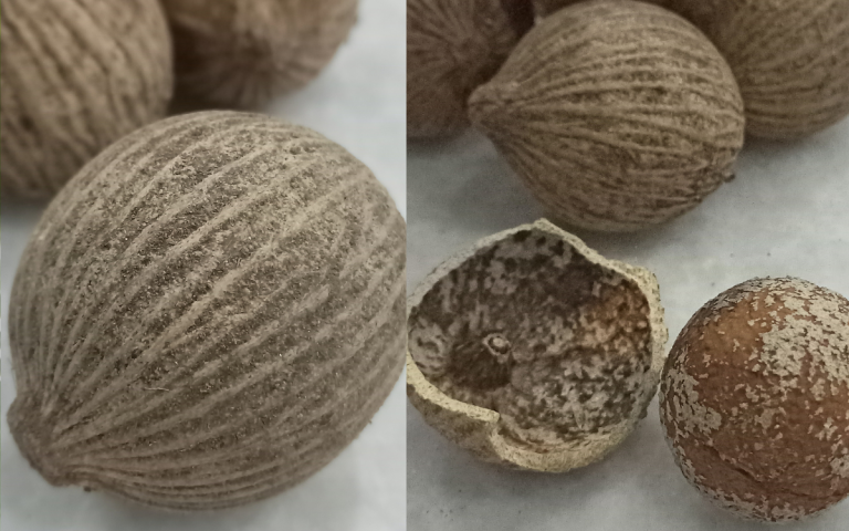 Buah Kulim, Banyak Manfaat Bukan Sekadar Petua Lama, Saintis Ni Jelaskan Untuk Rujukan!