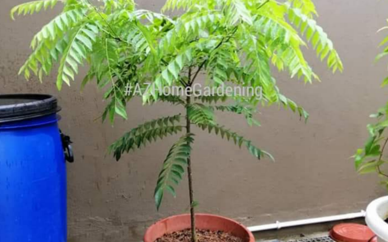Pokok Kari Merendang & Lebat Daunnya, Begini Tipsnya!  KELUARGA