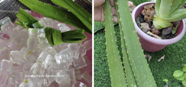 Sedapnya Jus Aloe Vera Jelly, Rasa Segar! Wanita Ini Kongsi Resipi.