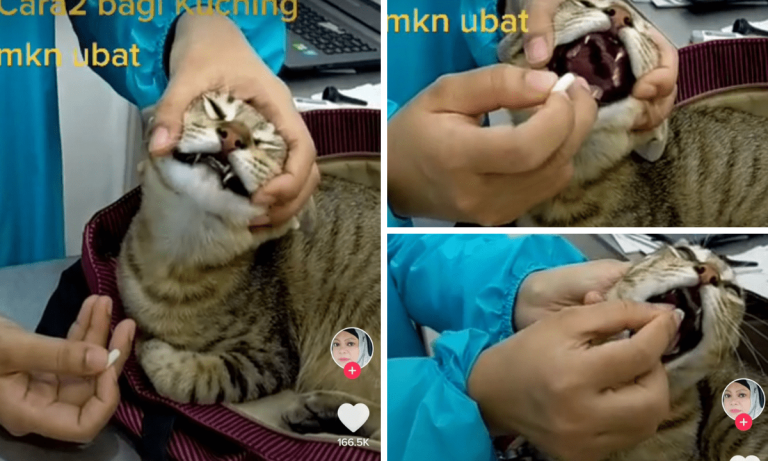 Bila Buat 2 Teknik Ni Rupanya Senang Sangat Nak Bagi Kucing Makan Ubat. Sekelip Mata Pil Berjaya Ditelan!