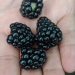 berry