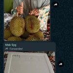durian8