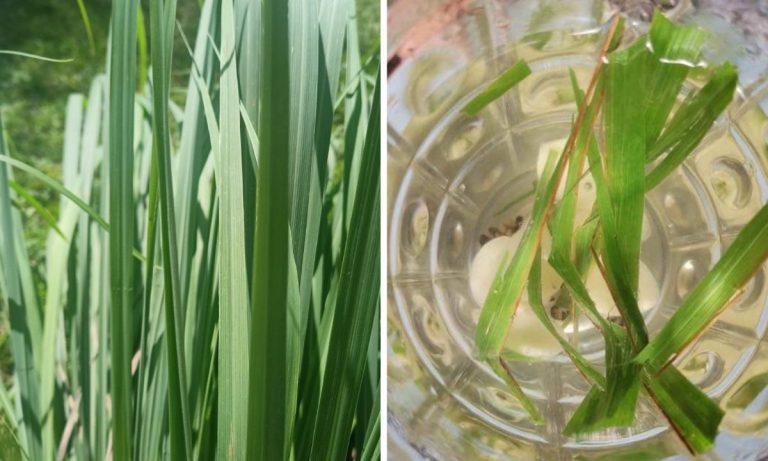 Daun Serai & 2 Bahan Ni Bila Dibuat Air Rendaman, Elok Sangat Hilangkan Angin & Terus Badan Rasa Ringan!