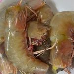 sambaludang3