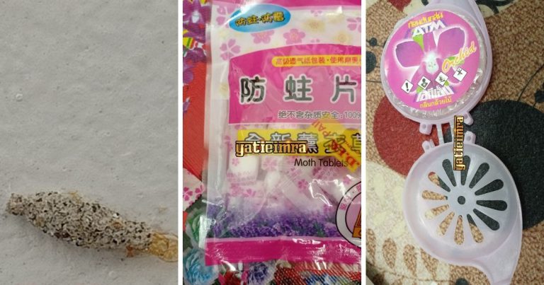 Kawal & Hapuskan Ulat Habuk Di Rumah, Wanita Ni Ada Cara Mudah Nak Buat Agar Tak Gatal-gatal Lagi!