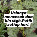 membaja1