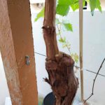 FB_IMG_1635848614835