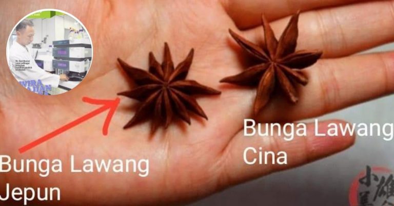 Jangan Tak Tahu, Bunga Lawang Ada Yang Beracun? Saintis Ni Tunjuk Ciri-cirinya Agar Tak Ada Yang Terbeli!