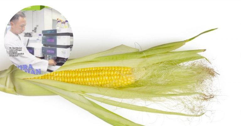 Rerambut Jagung Jika Dibuat Air Rebusan Bagus Untuk Kesihatan. Saintis Ni Dedahkan!