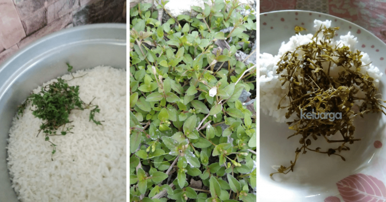 Tak Sangka, Rumput Ni Boleh Jadi Penawar Masalah Medu Atau Gastrik. Letak Dalam Nasi Atau Jadikan Ulam!