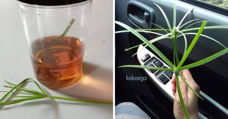 Kucing Kena Jangkitan Virus Parvo, Rawat Guna Pokok Rumput Viral Ni. Boleh Hilangkan Selesema & Demam Juga!