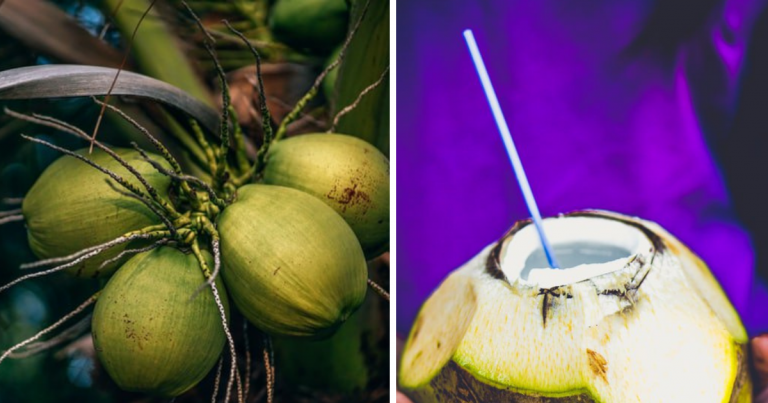Pesakit Buah Pinggang Tak Boleh Minum Banyak Air Kelapa, Saintis Ni Jelaskan!