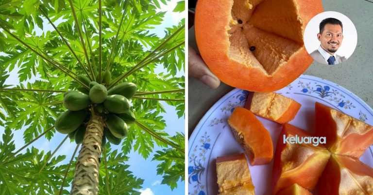 WHO Nobatkan Betik Raja Buah, Pakar Ini Jelaskan Khasiatnya. Rupanya Memang Hebat!