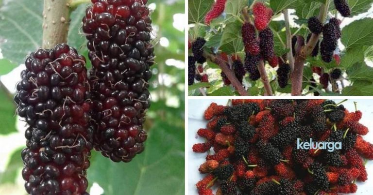 Rasa Masam Manis Buah Mulberry Ini Rupanya Banyak Khasiat. 16 Faedah Jika Makan Buah Ini.