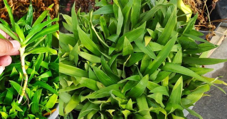 Rupanya Banyak Khasiat Rumput Siti Khadijah Ni! Antaranya Mampu Merawat Penyakit
