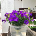 Processed with VSCO with ss1 preset