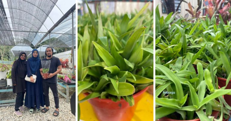 Patutlah Viral, Banyak Khasiat Rumput Siti Khadijah, Peniaga Kongsi Tip Elak Serangan Serangga Perosak