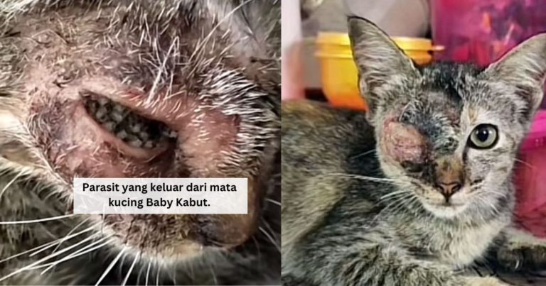 Terkejut Tengok Ulat Banyak Dalam Mata Kucing, Rupanya Boleh Terjadi Pada Bayi Juga