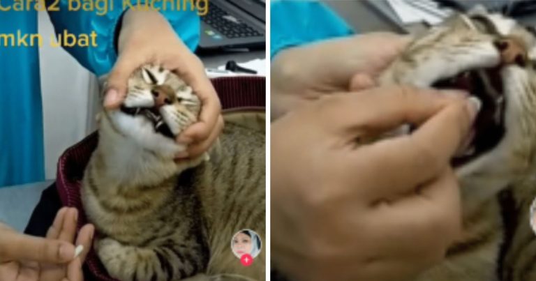 “Bagi Kucing Makan Ubat Macam Kena Jampi.”-Dr Ni Tunjuk Skil, Warganet Pula Kongsi Pengalaman!