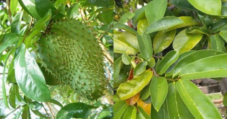 Bukan Hanya Buah, Daun Durian Belanda Pun Banyak Khasiatnya! Salah Satunya Rawat Sakit Pinggang