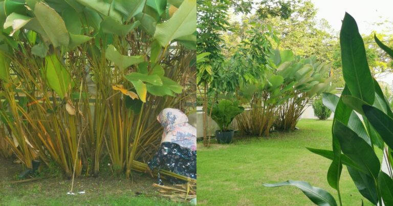 Isteri Cepat Moody, Emosi Berlebih-Lebih, ‘Grounding’ Dengan Alam Terapi Terbaik!