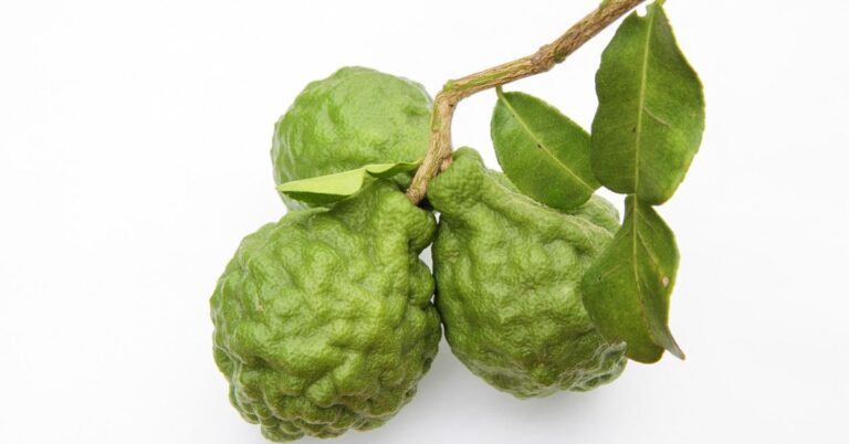 Buah & Daun Limau Purut Bantu Kembalikan Kesegaran Tubuh, Campurkan Dengan Air Mandian