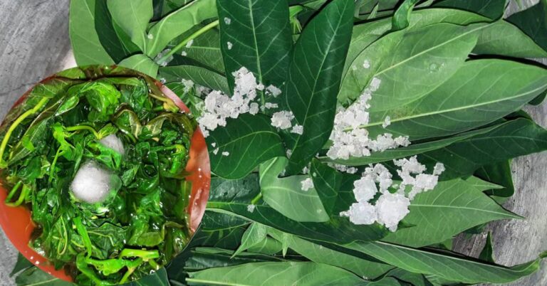 Tip Rebus Pucuk Ubi, Hasilnya Daun Nampak Hijau & Lembut