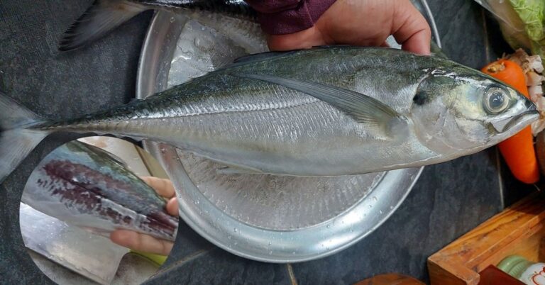 Ikan Cencaru Kalau Nak Siang Ada Caranya, Barulah Mudah Tarik Buang Kulit, Isi Tak Koyak