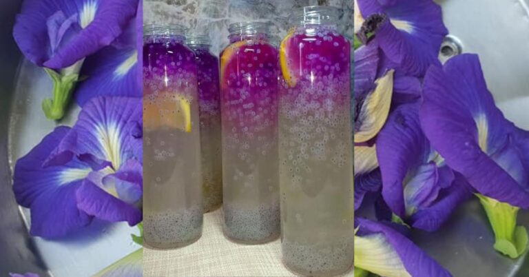 Air Bunga Telang Selasih Lemon, Sejukkan Badan & Redakan Sembelit